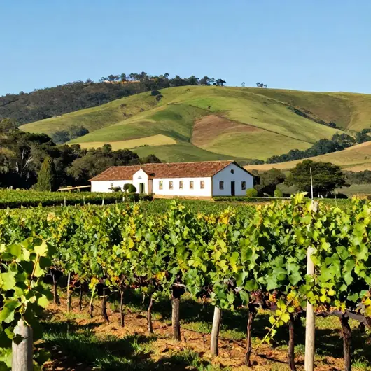 Descubra a Vinícola Serra das Galés